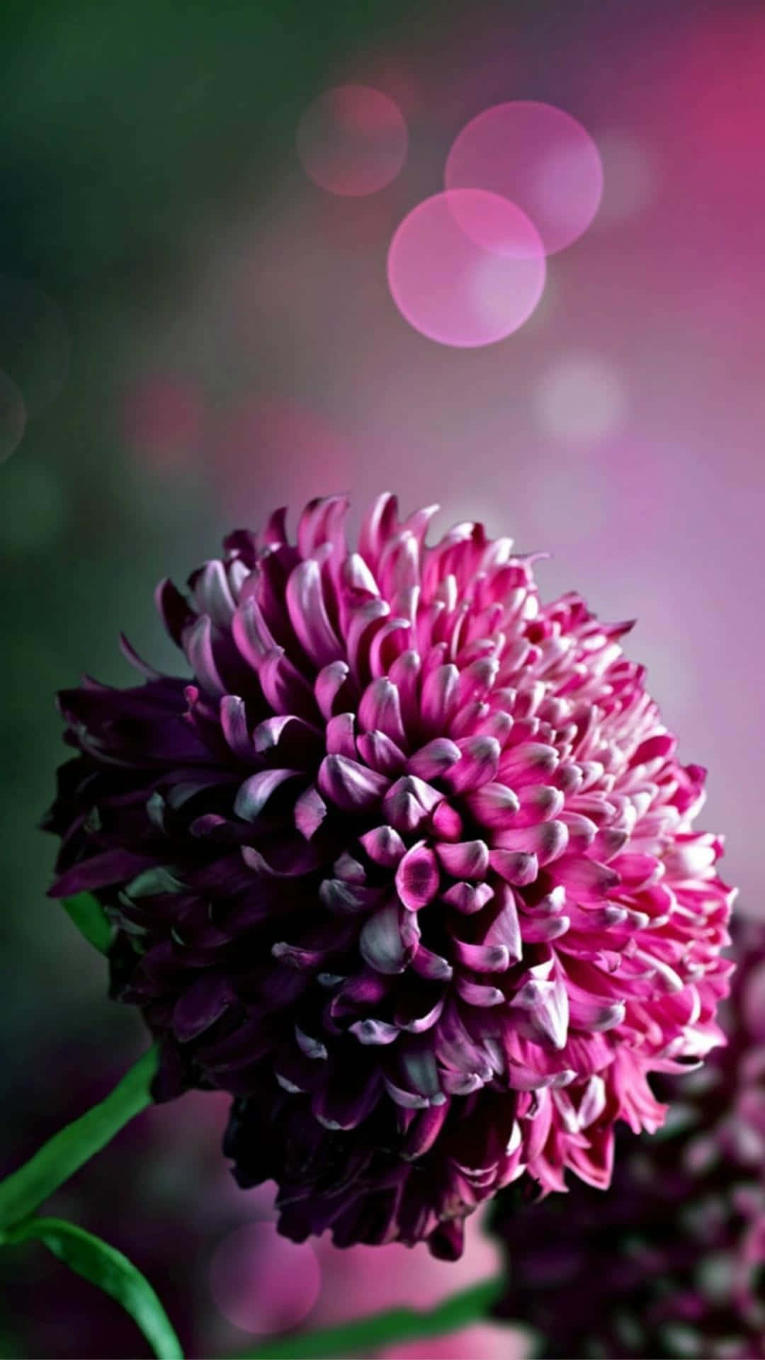 Capture the beauty of spring with this stunning flower iphone background.