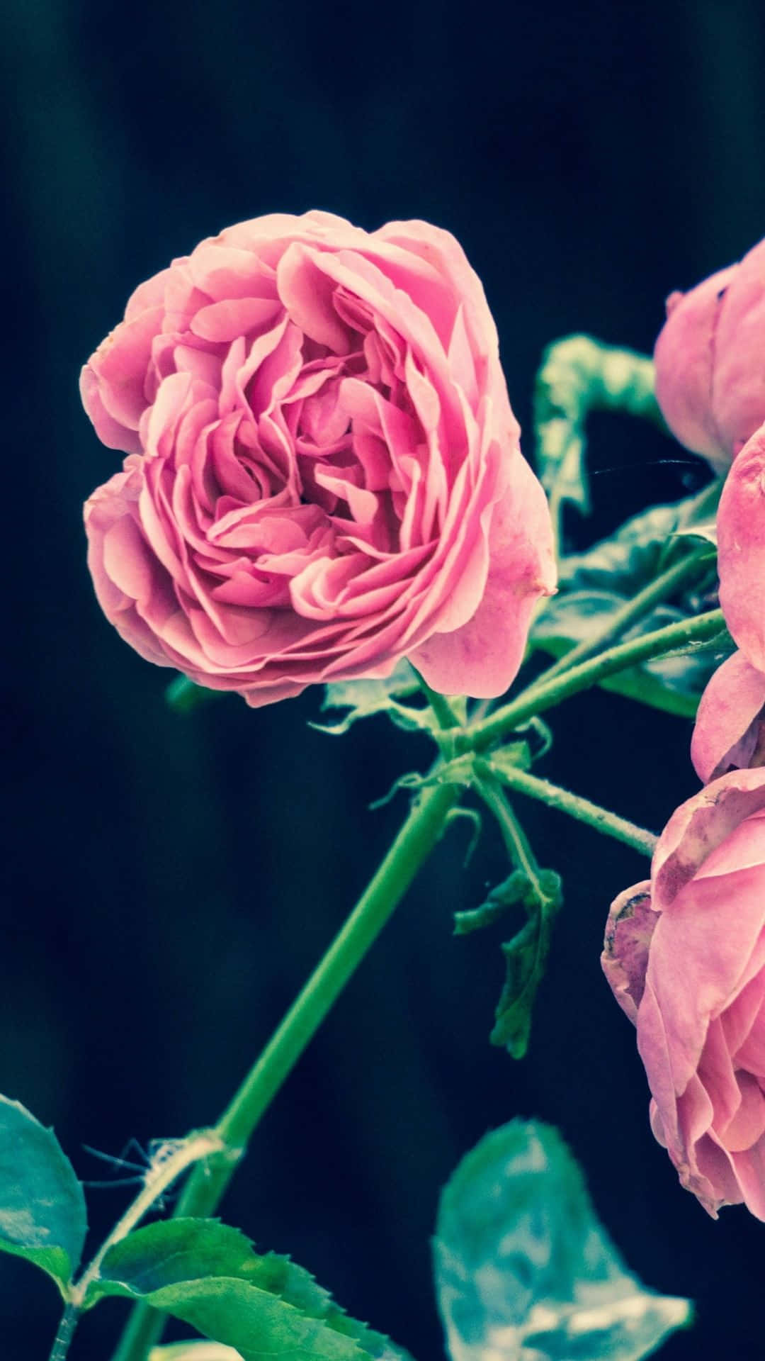 Upgrade your phone to give it a fresh, bright look with this Flower iPhone wallpaper