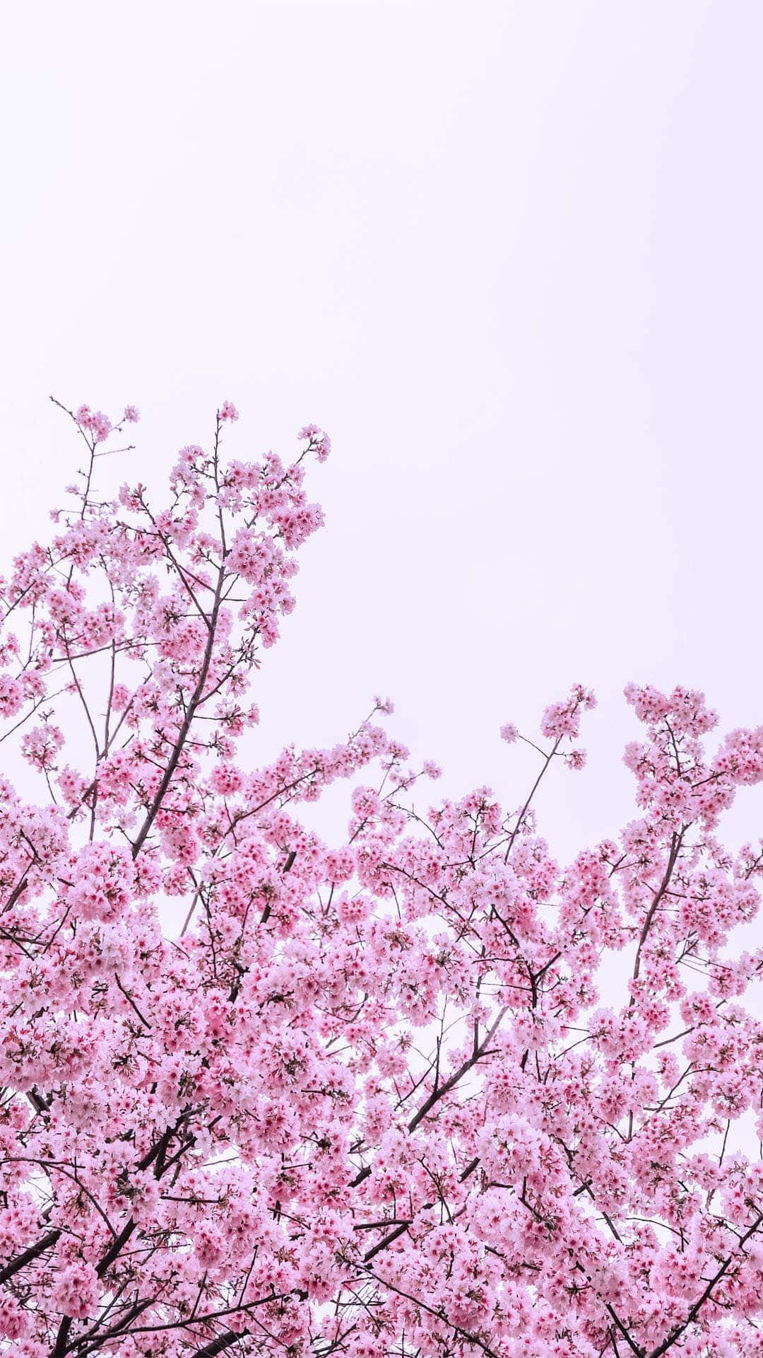 Floresde Cerejeira Rosa Em Uma Árvore