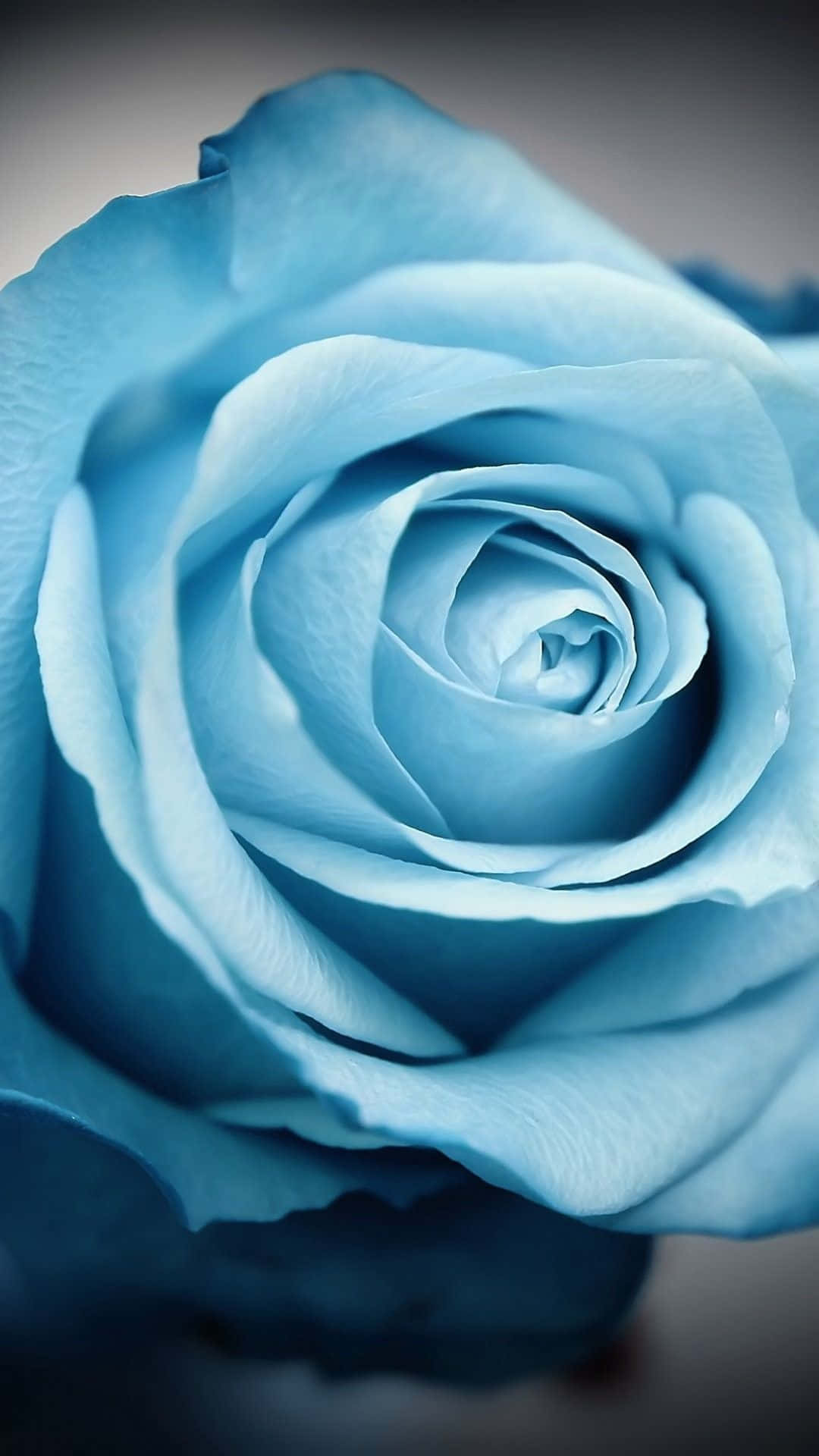 Enblå Rose Vises Mod En Sort Baggrund.