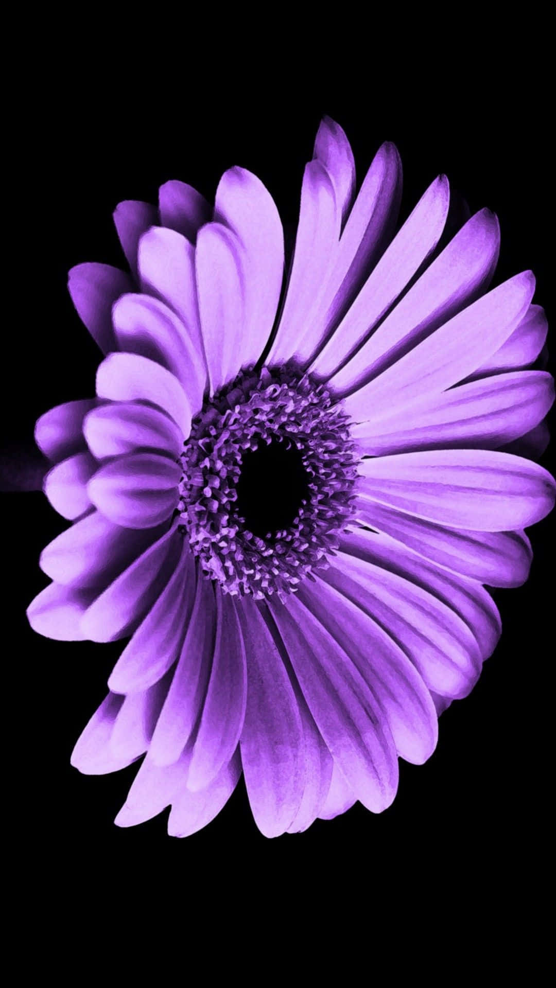 Unlock the joy of life with this Flower Iphone wallpaper