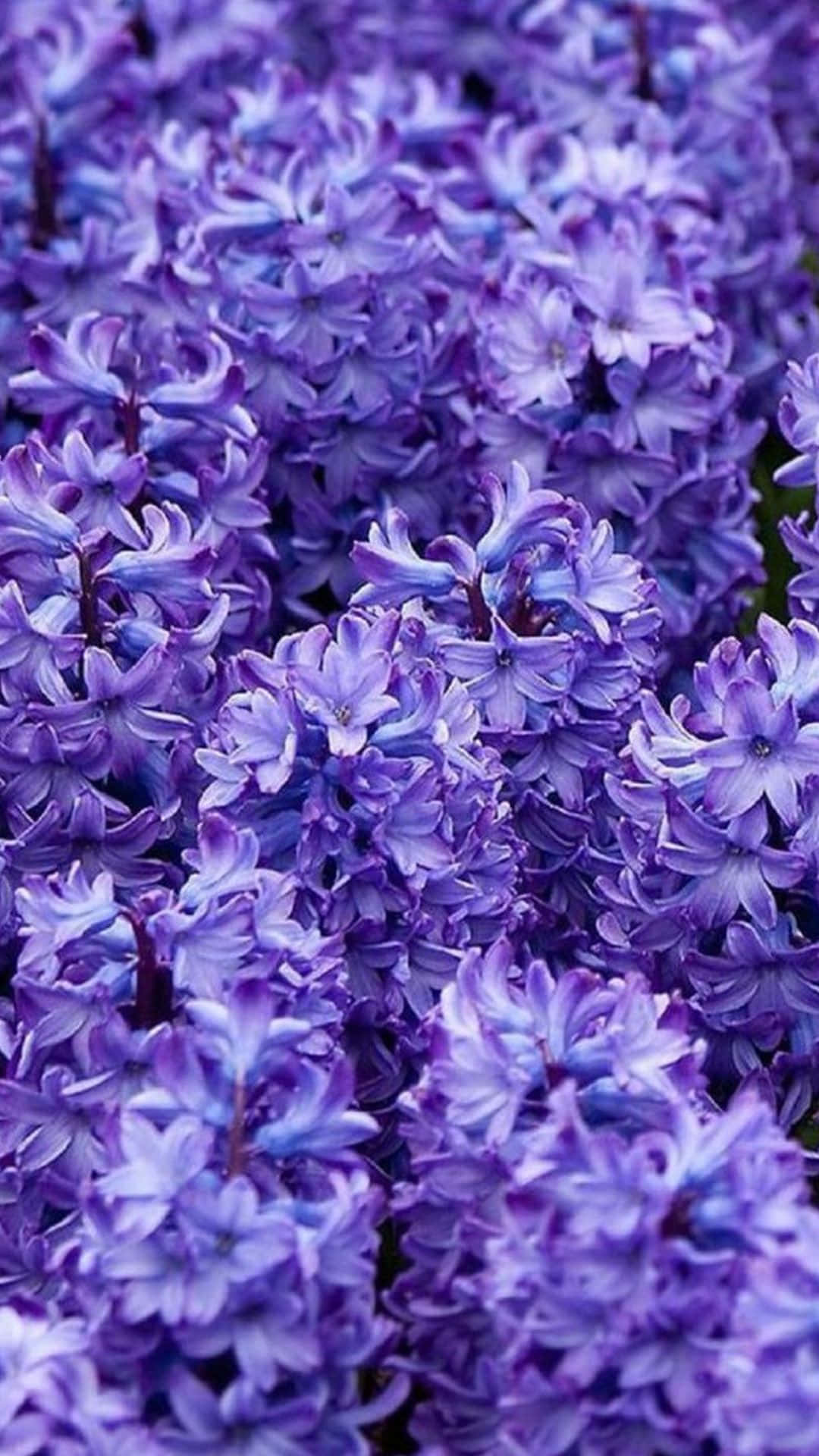 Ennärbild På Lila Blommor I En Trädgård.