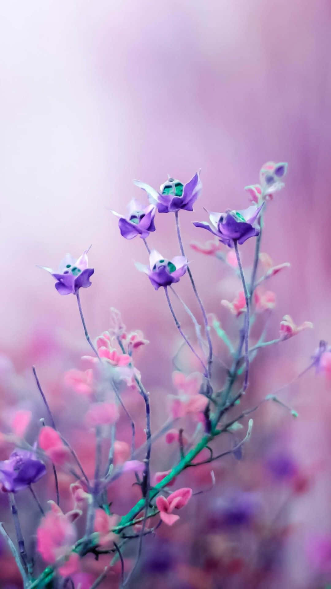 A beautiful flower adorns the background of this iPhone