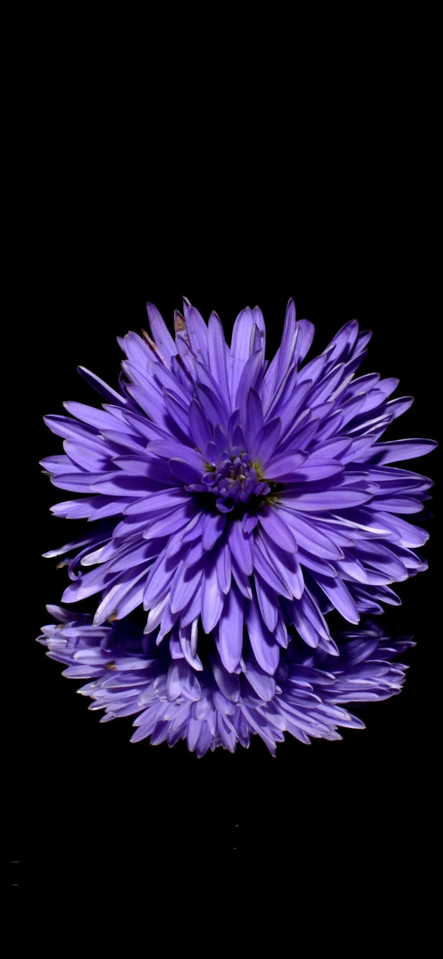 A Purple Flower Is Reflected On A Black Surface
