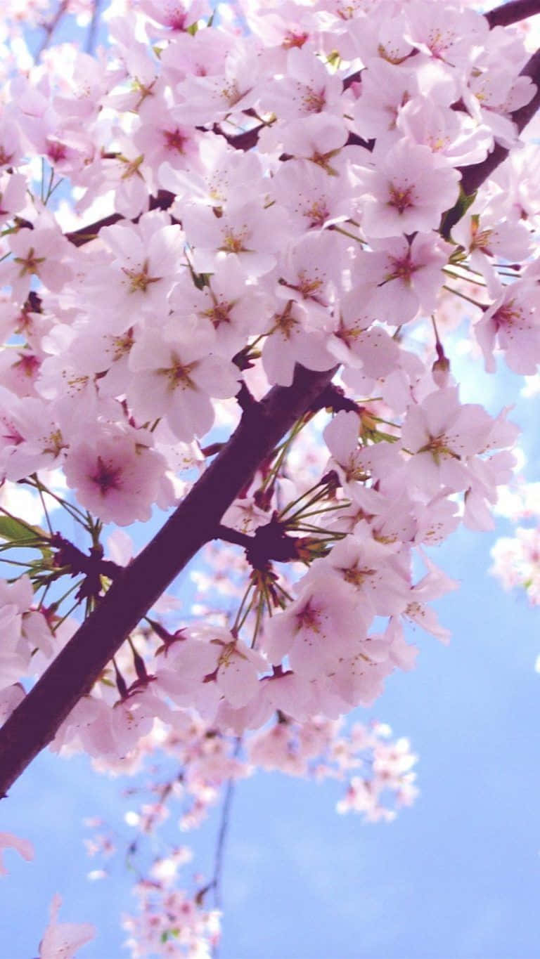 Etpink Kirsebærblomstrende Træ Med En Blå Himmel