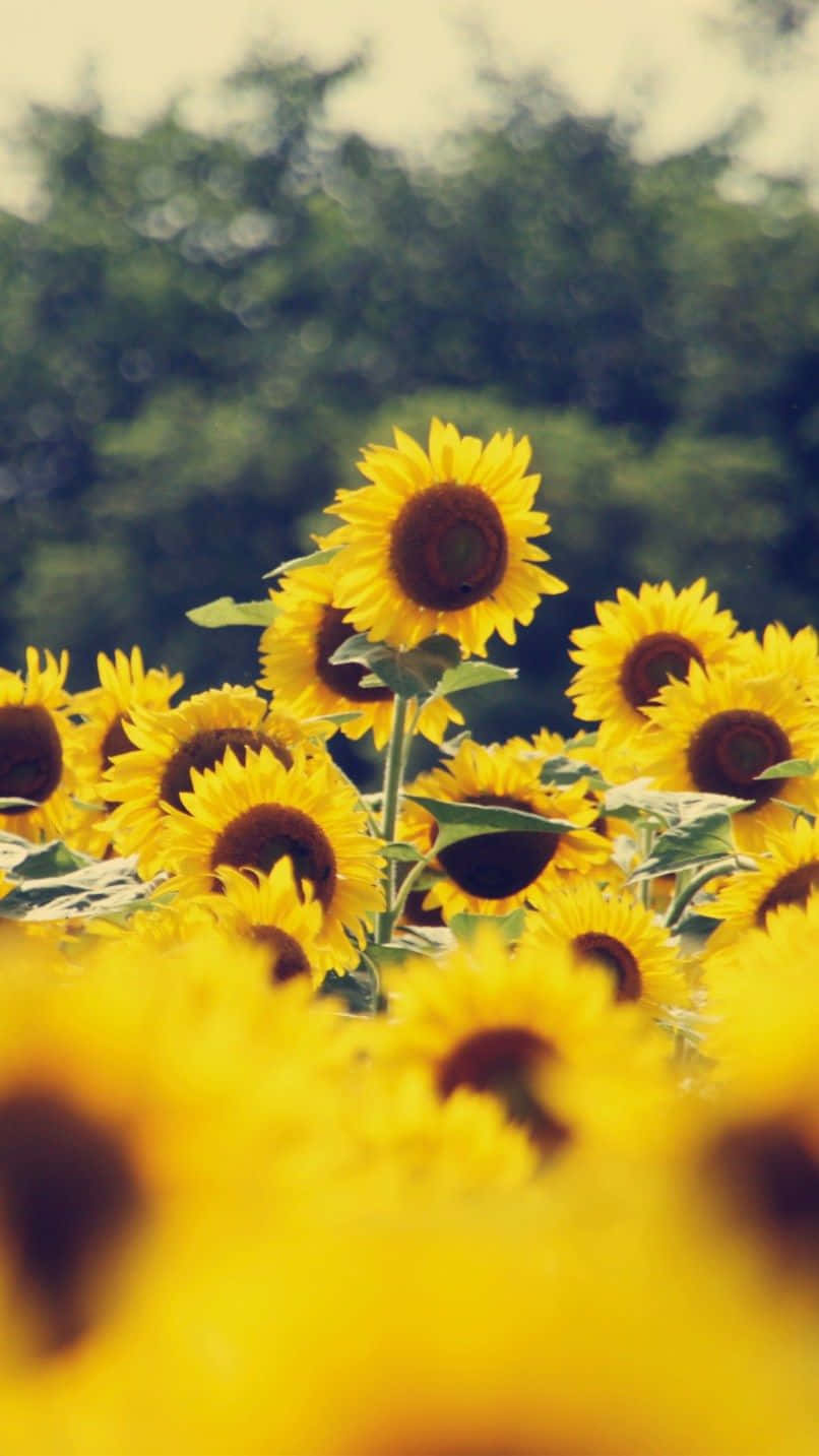 A Field Of Sunflowers With Trees In The Background