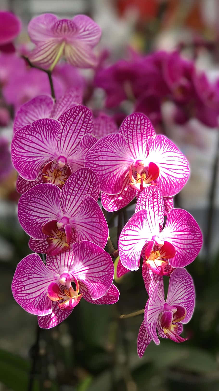 Unmontón De Orquídeas En Una Maceta