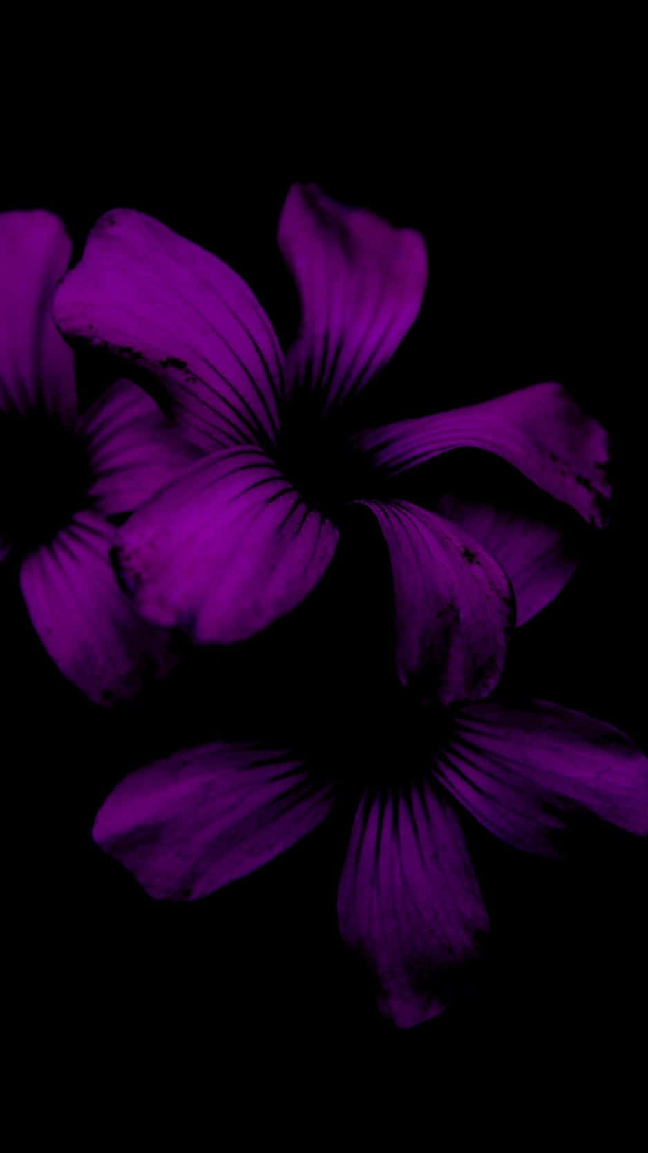 A vibrant flower blooms against the black background of an iPhone.