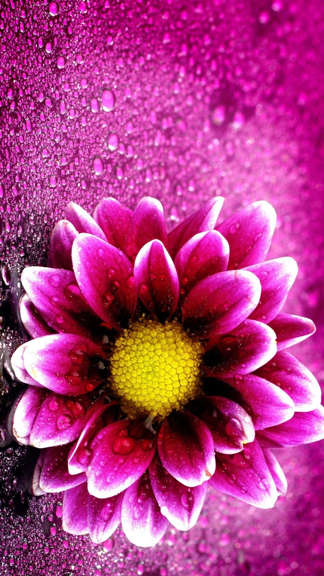 Blumeniphone-hintergrundbild Mit Fuchsia-farbener Chrysantheme