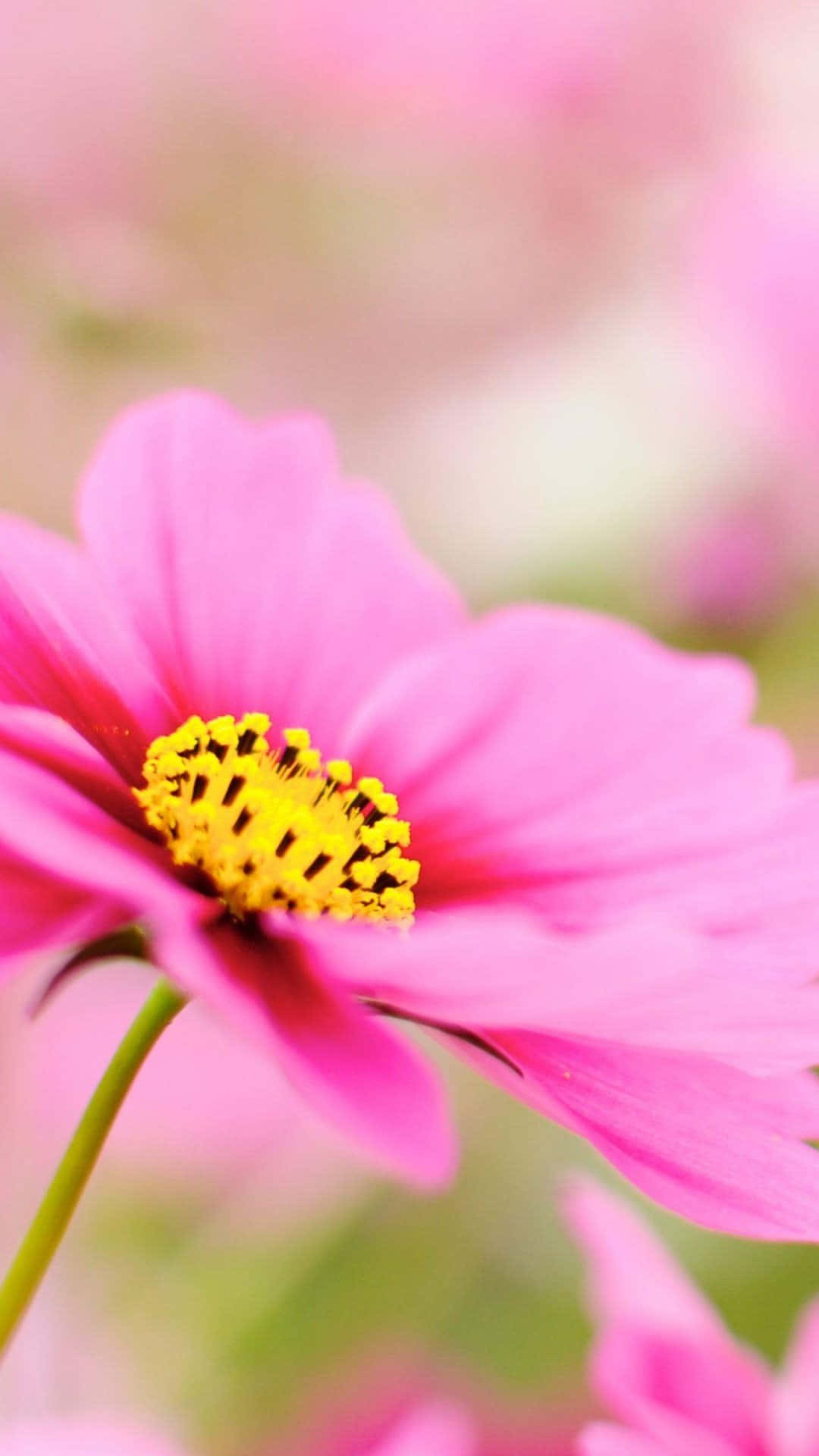 Blomme Iphone Pink Havehave Cosmos Fotografi Billede