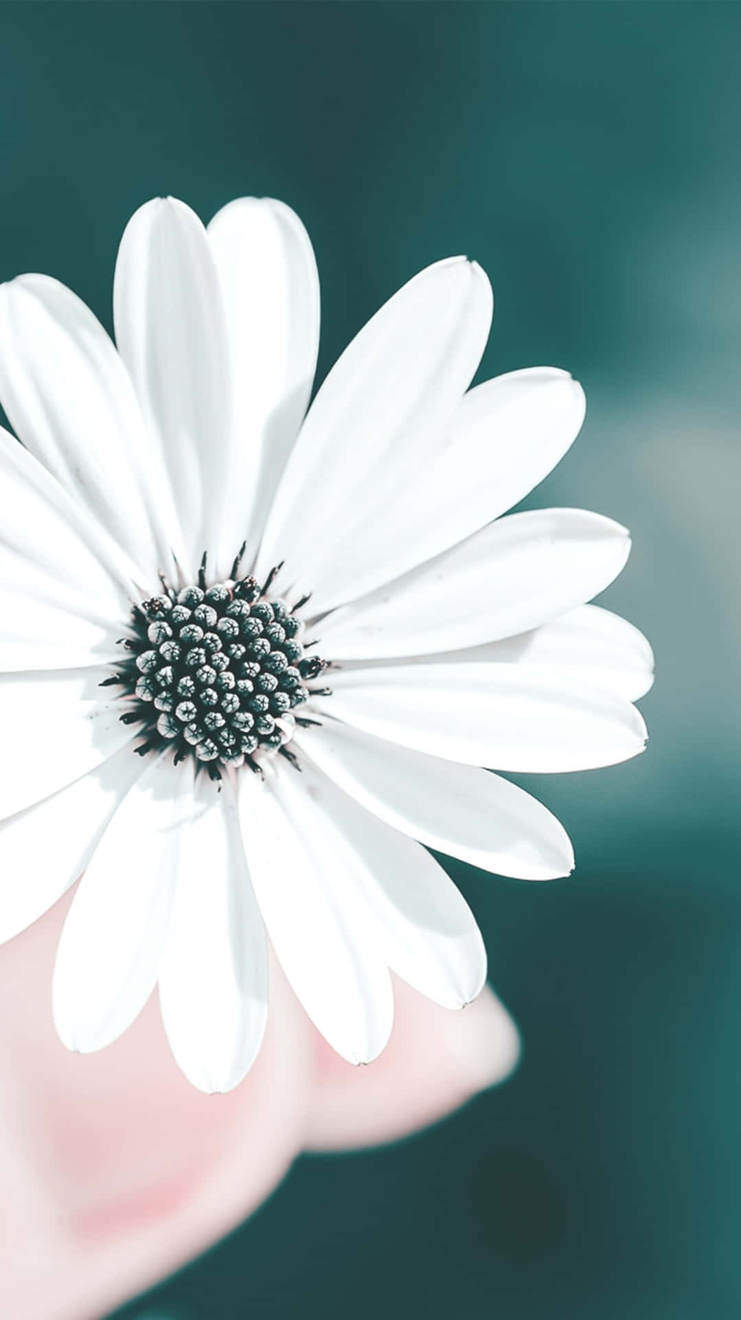 Blumeniphone Einfaches Weißes Gänseblümchen-bild