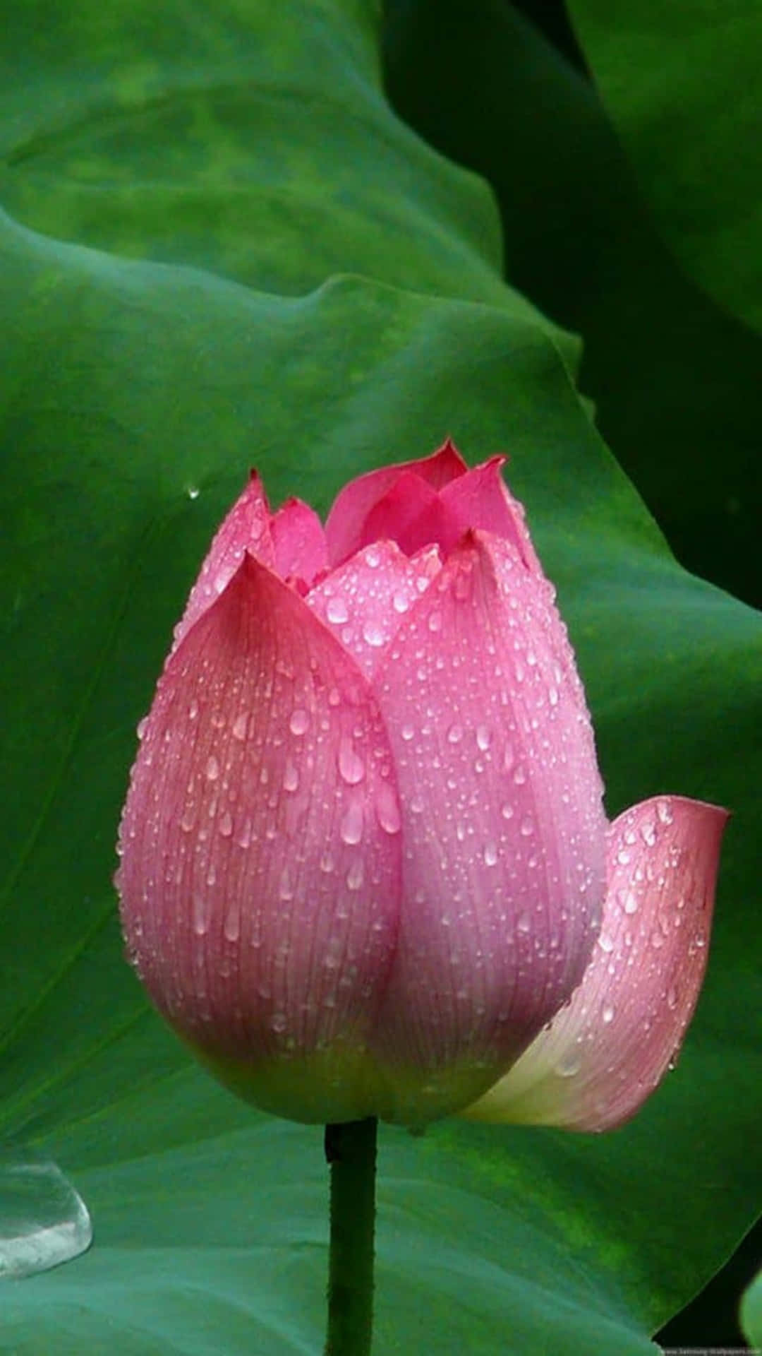 Flower Iphone Dewy Lotus Flower Bud Picture