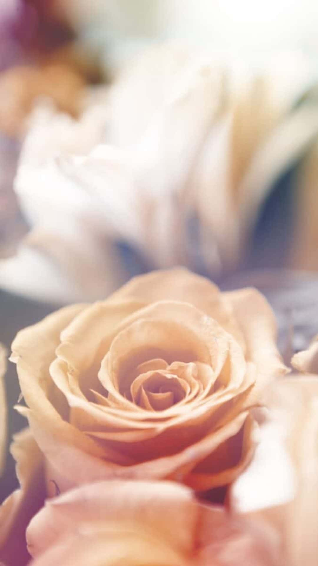 Flower Iphone Beige Wedding Rose Picture