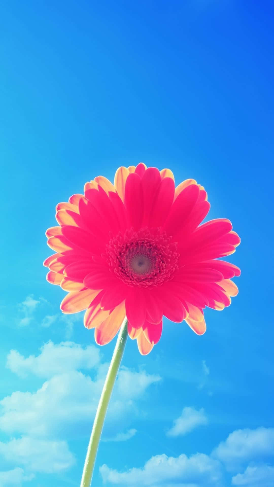 Pink Iphone Blomster Daisy Sky Baggrund Billede