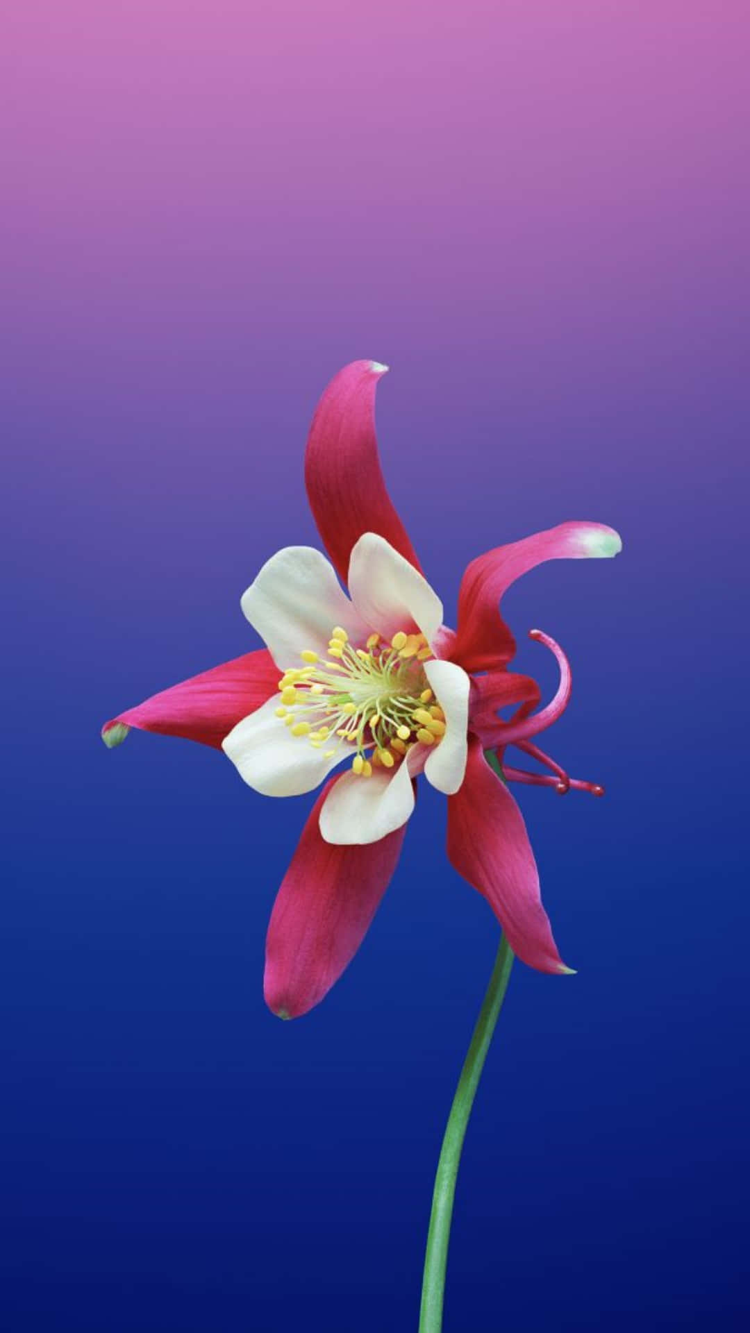 Flower Iphone Red Columbine Photography Picture