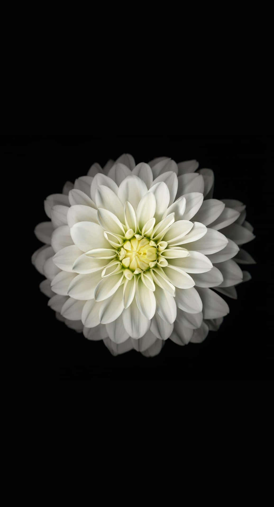 Blumeniphone Weißer Dahlienpinnata-bildschirmhintergrund