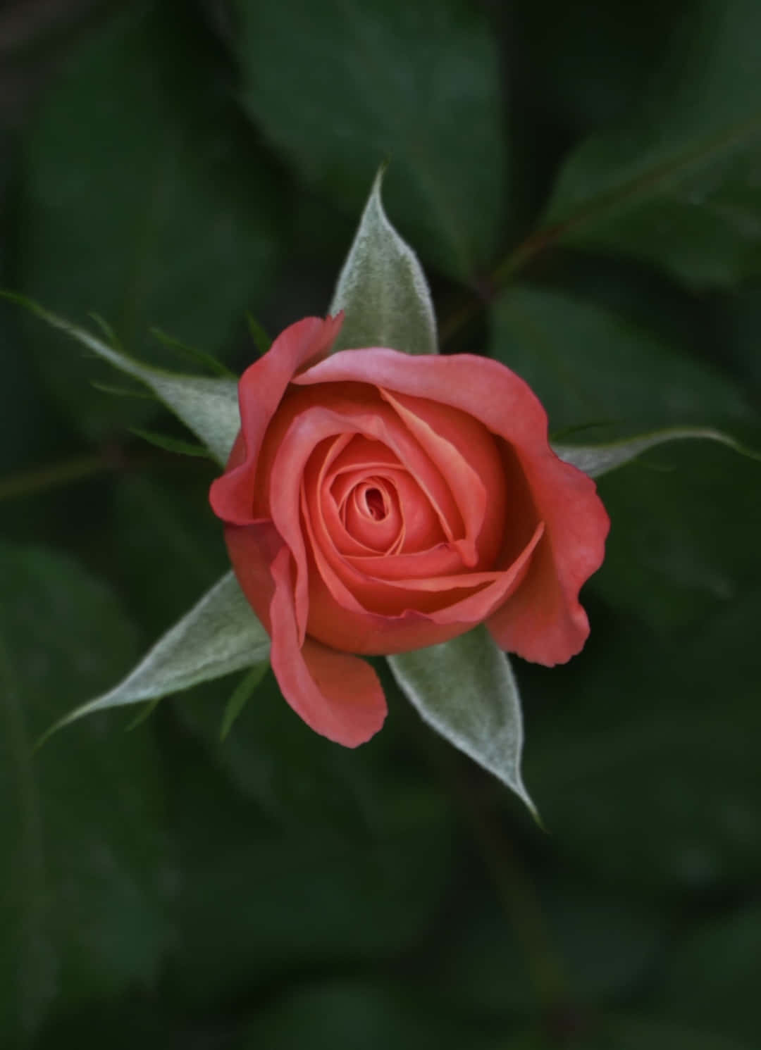Blumeniphone Rote Rosen Garten Fotografie Bild