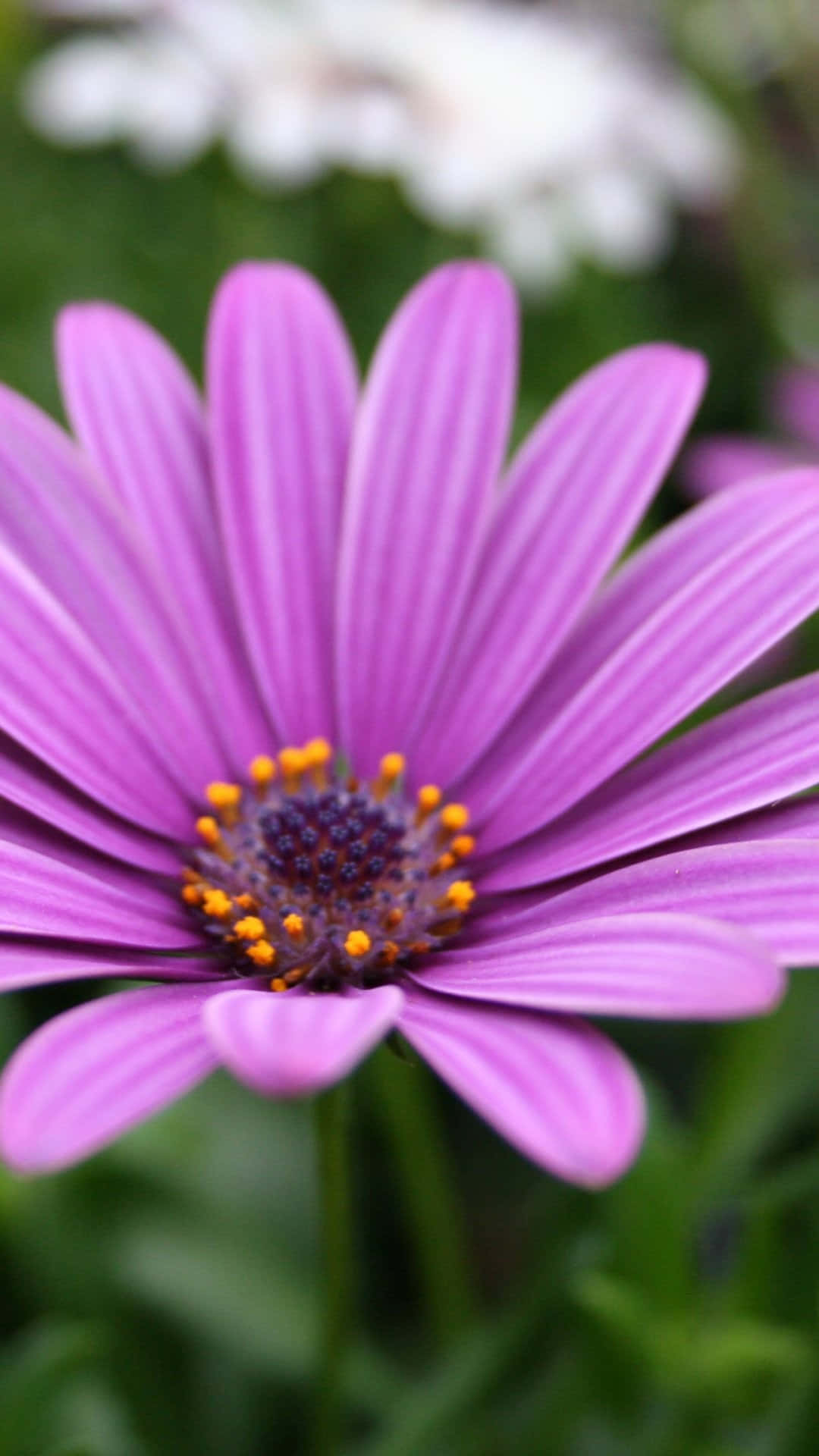 Blumeniphone Bild Dark Purple Cape Gänseblümchen