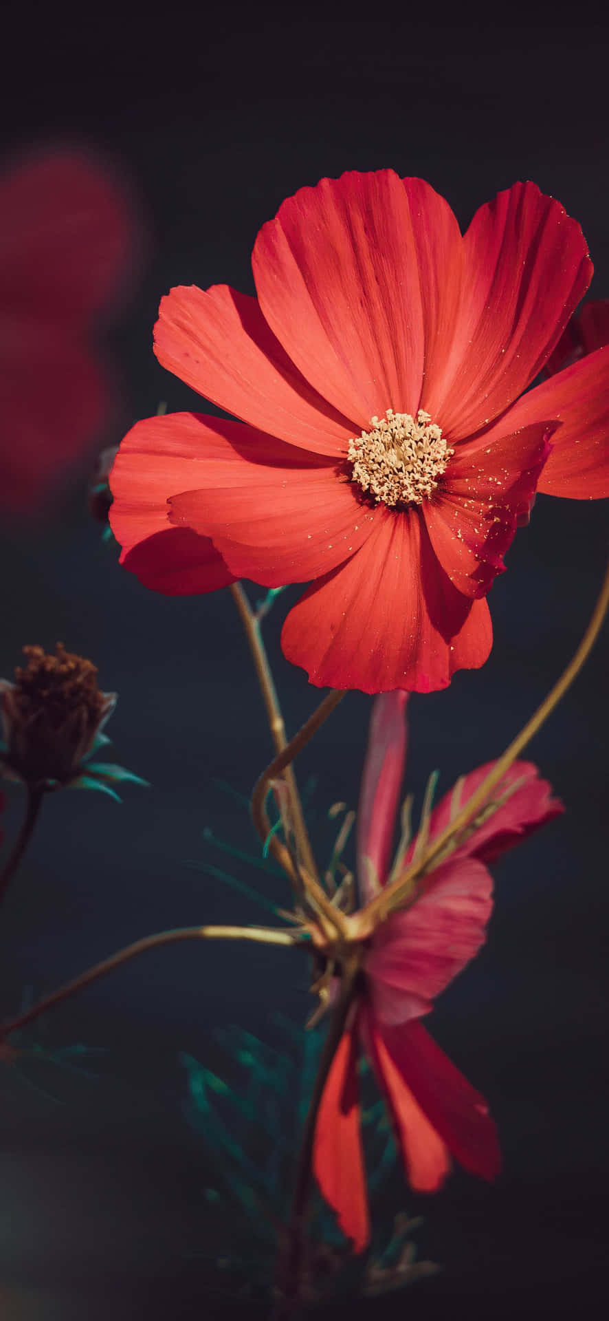 Rød Have Kosmos Billede Iphone Blomst