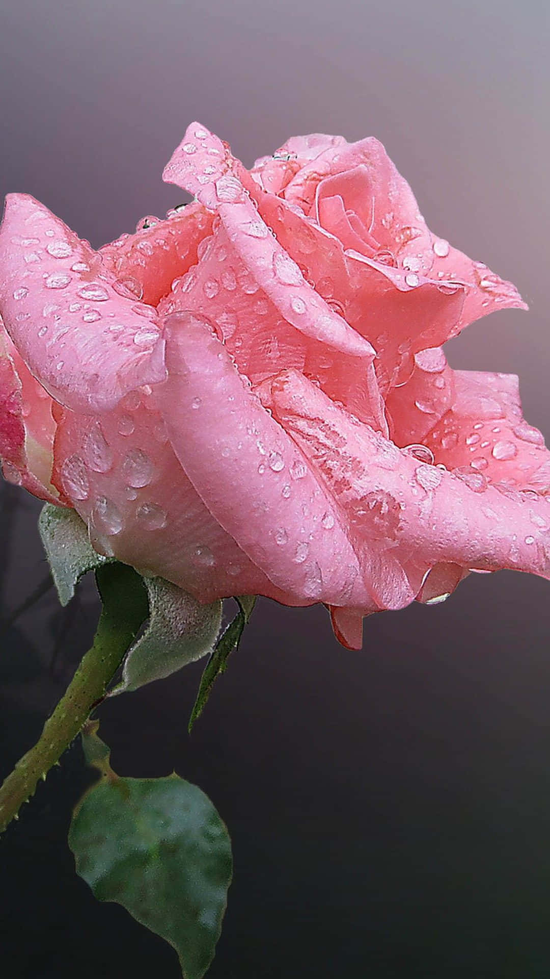 Blommaiphone Rosa Queen Elizabeth Bild
