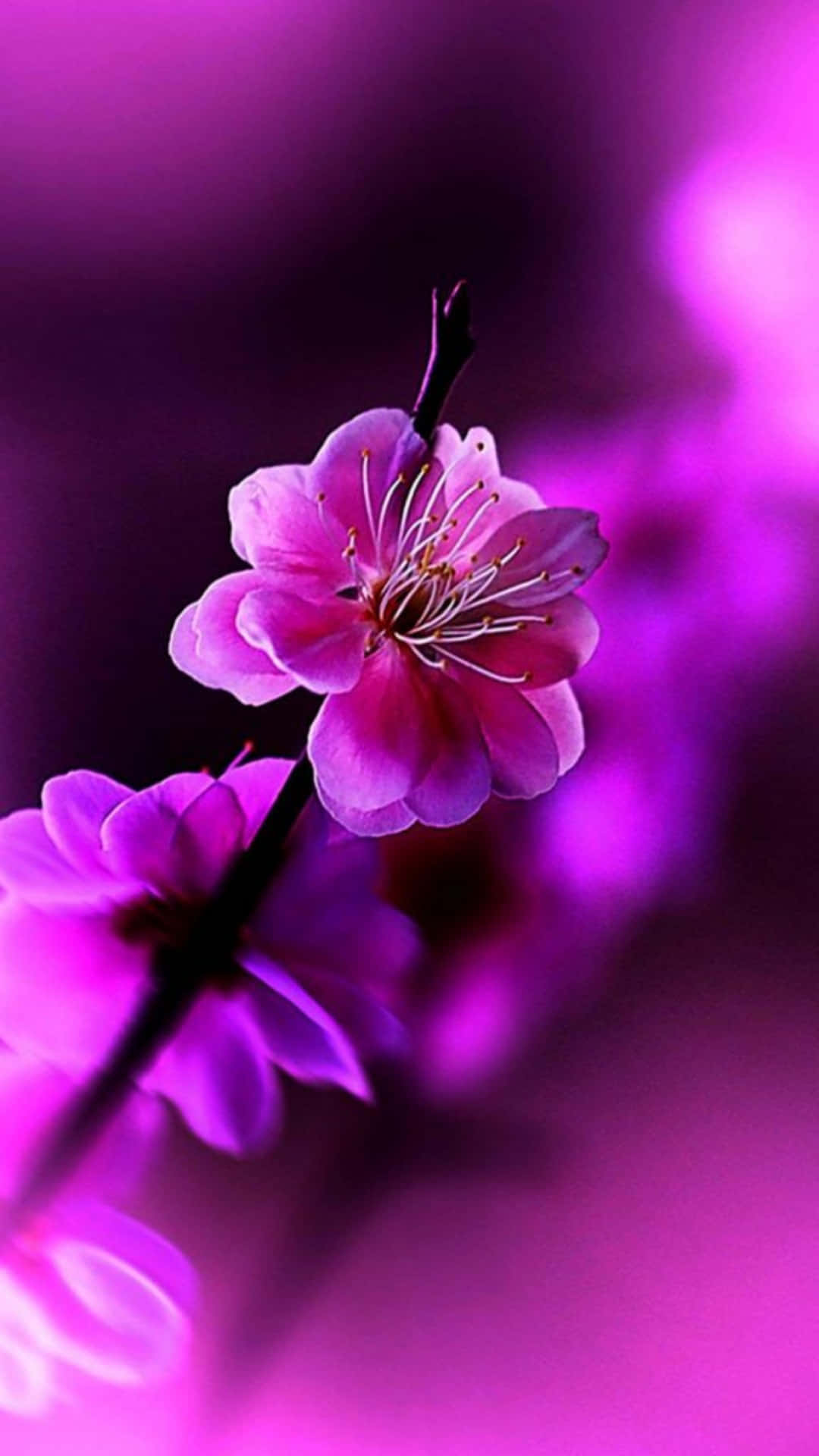 Vibrant Flower Close-up - iPhone Wallpaper