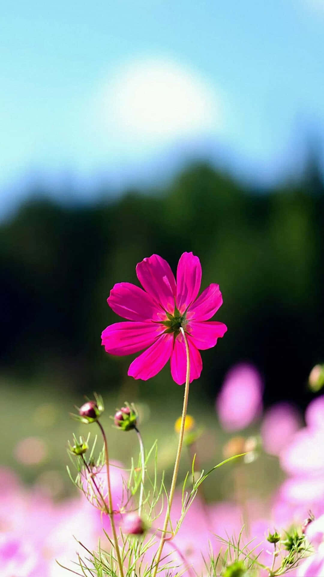 Flower Iphone Pink Garden Cosmos Picture