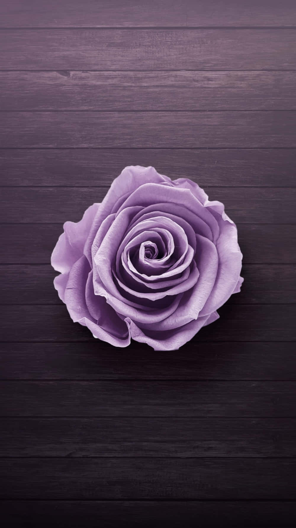 Flower Iphone Purple Rose Photography Picture