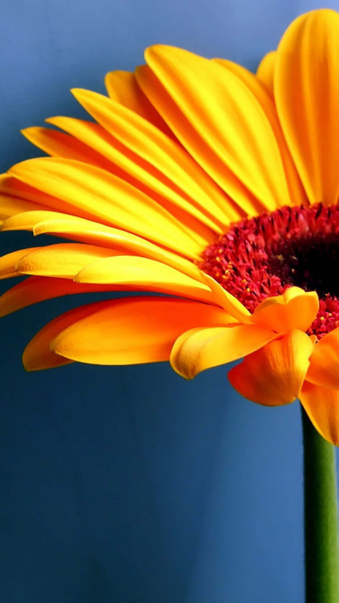 Blumeniphone Sonnenblume Halb Fotografie Bild