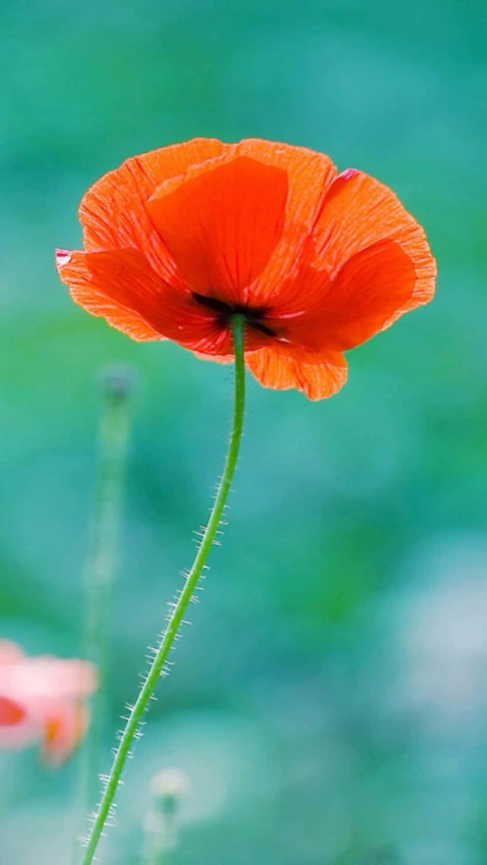 Blomme Iphone Spirende Orange Poppy Billede