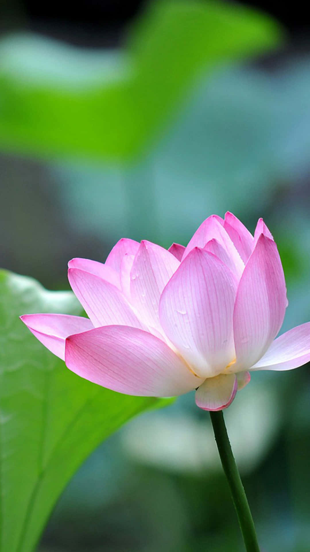 Free download Pictures lotus flower iphone wallpaper ipod touch wallpapers  iphone4 480x800 for your Desktop Mobile  Tablet  Explore 49 Lotus  Flower iPhone Wallpaper  Lotus Flower Wallpaper Lotus Wallpaper Lotus  Flower Wallpapers
