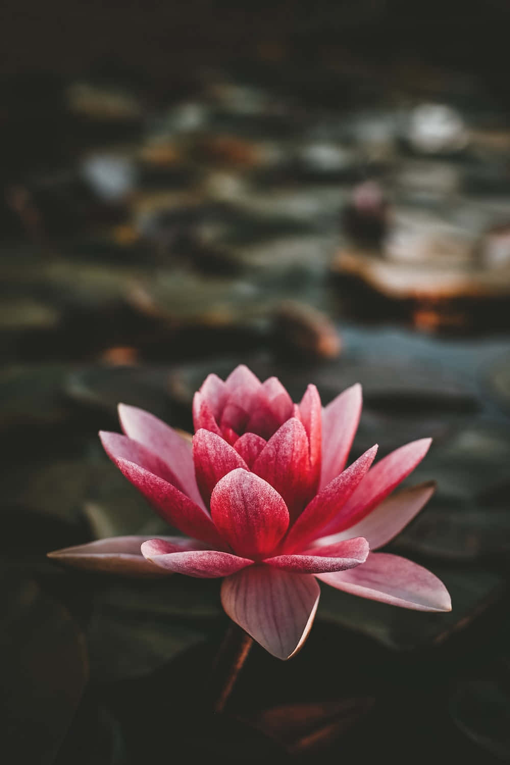 Blumeniphone-hintergrund Mit Pinker, Aufblühender Lotusblume Fotografiebild.
