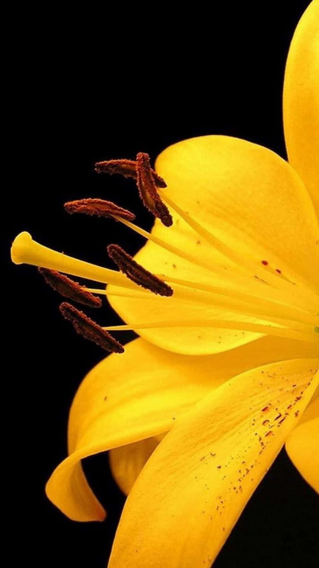 Floriphone Fotografia De Lírio Amarelo Imagem