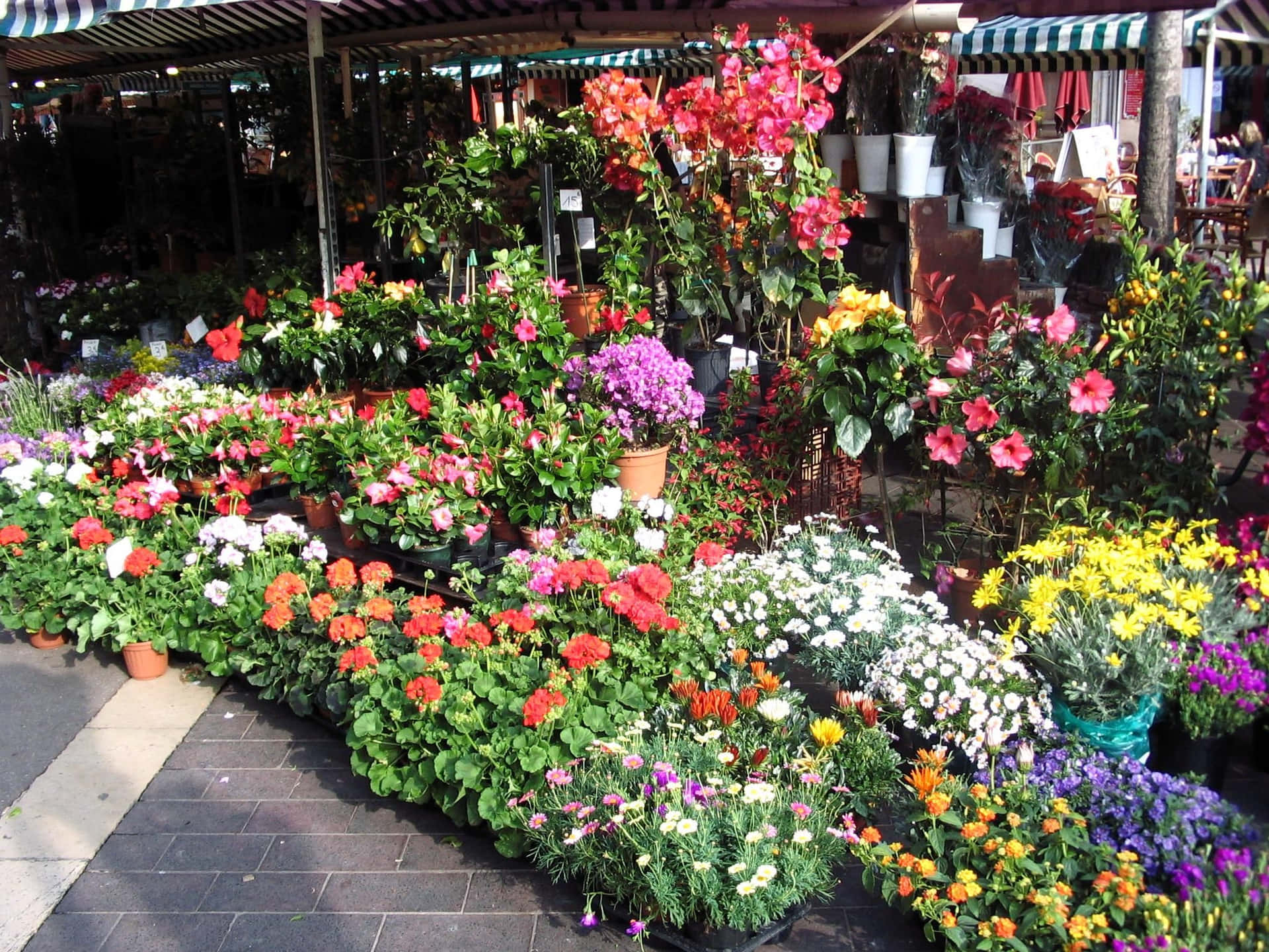 Vibrant flower market with a variety of colorful blooms Wallpaper