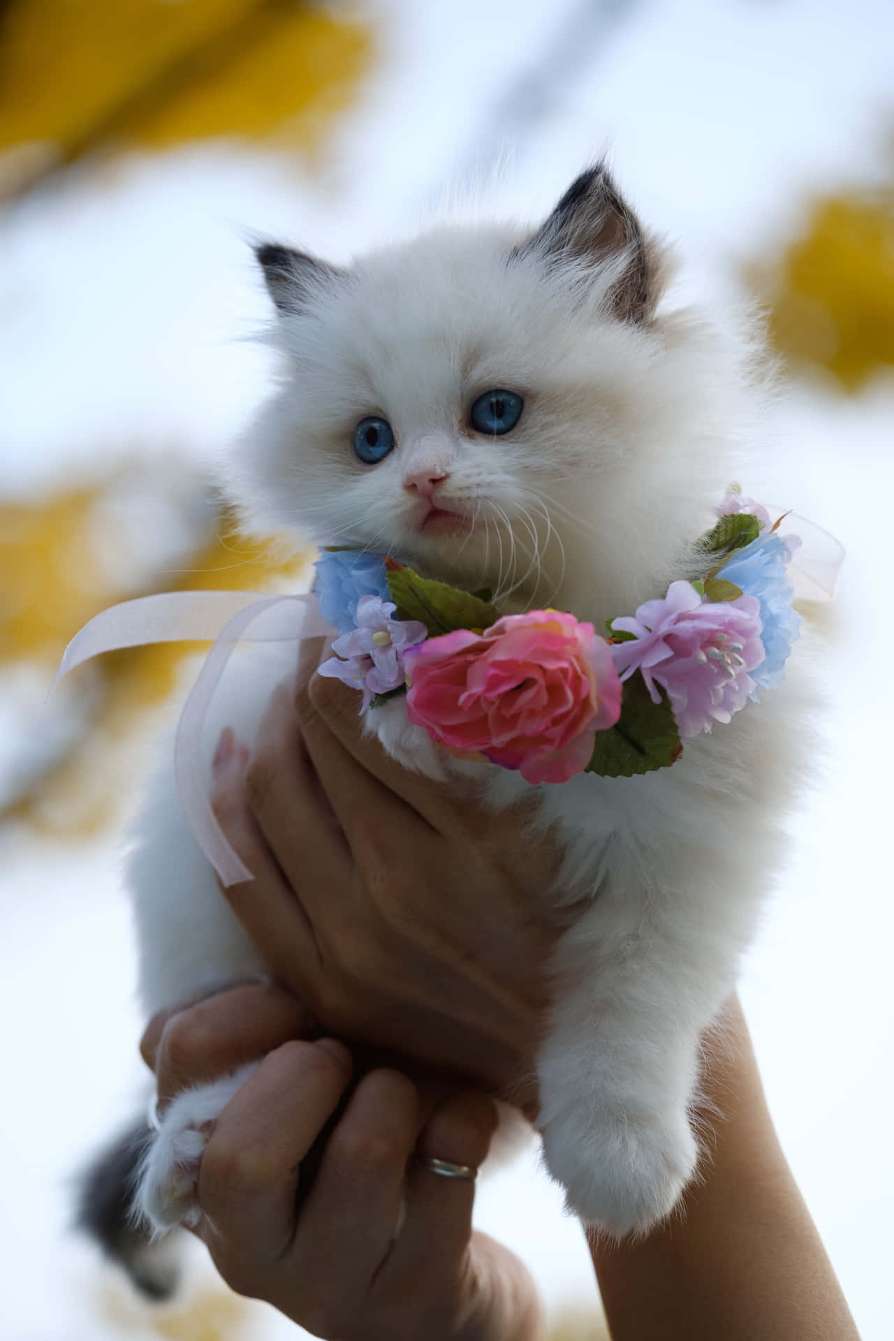 Flower Necklace Cute Cat PFP Wallpaper