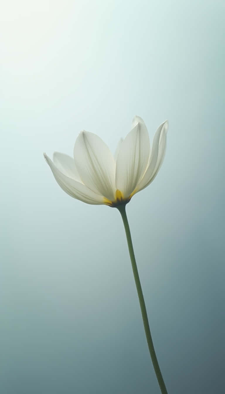 Flower Wallpaper