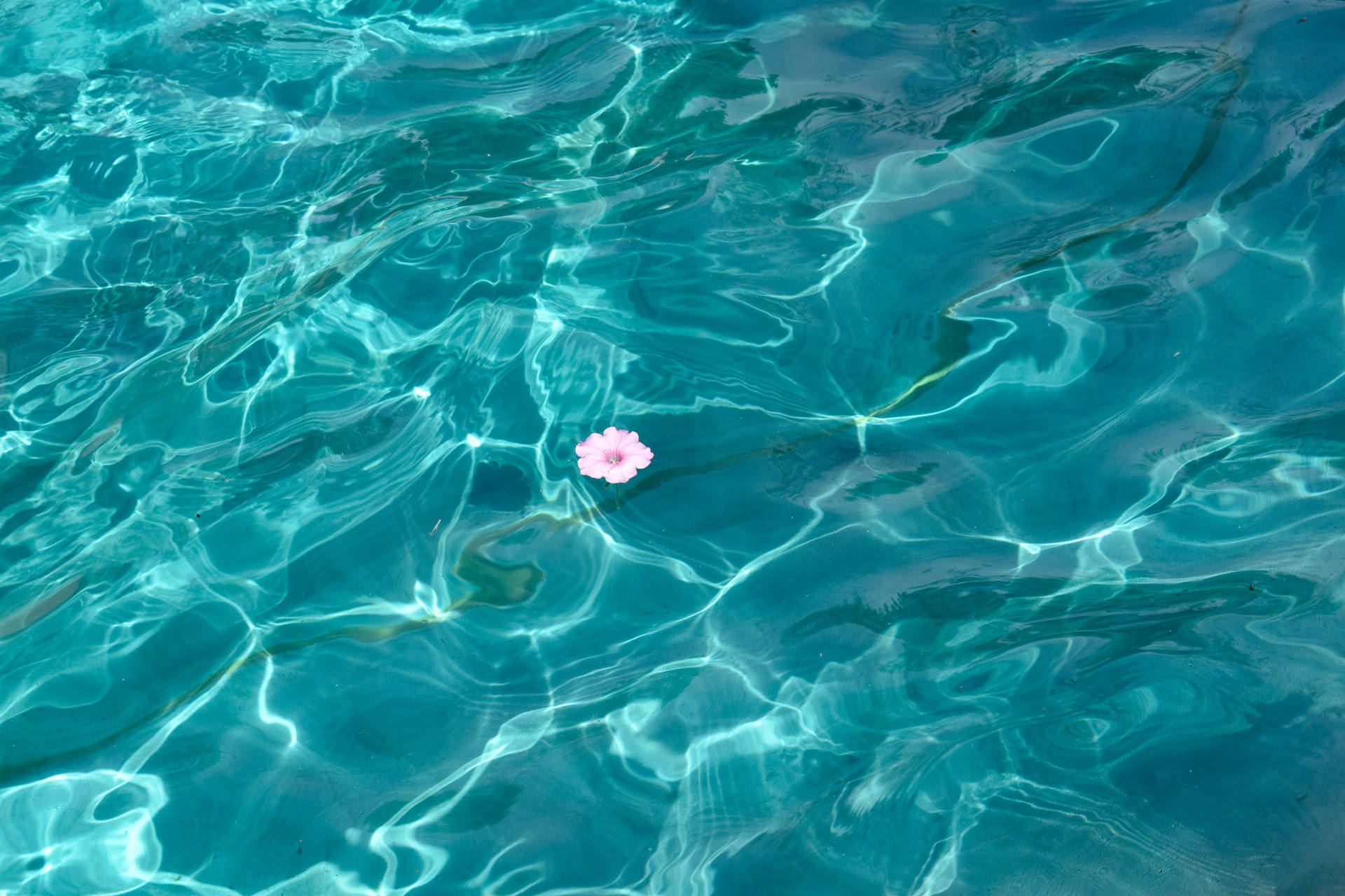 Flower On Navy Blue Water