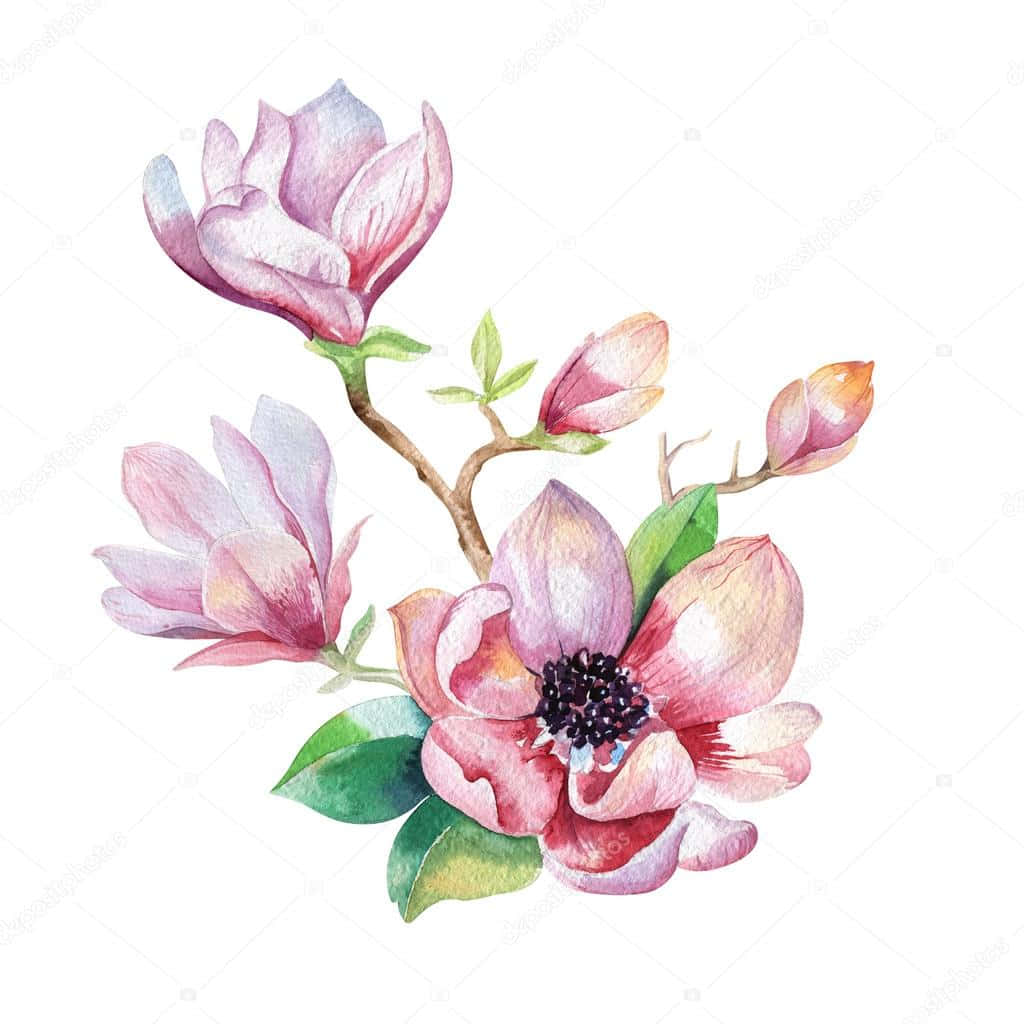 Pinturade Una Flor De Magnolia