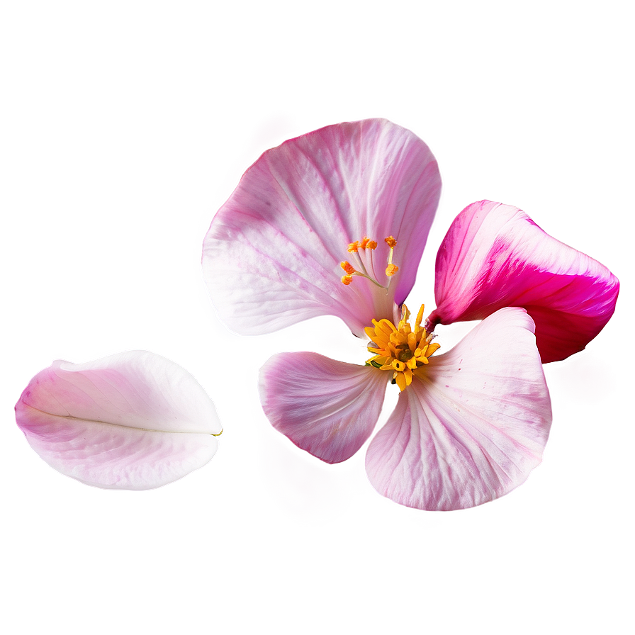 Download Flower Petal Transparent Png 16 | Wallpapers.com