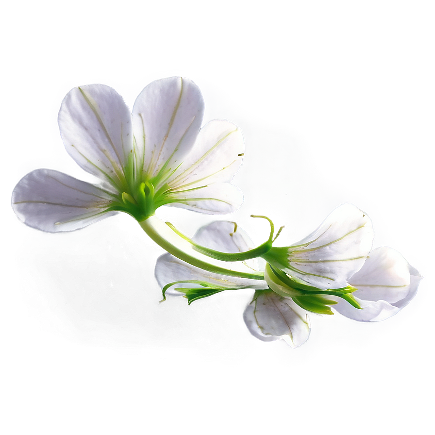 Flower Petal Transparent Png 97 PNG