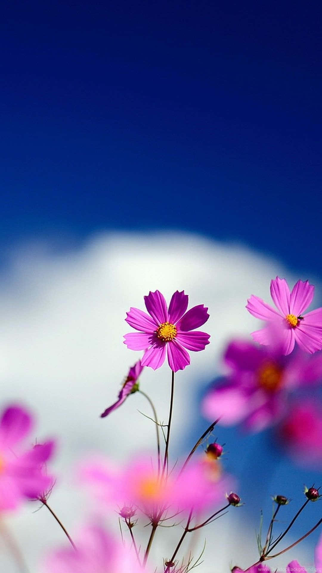 cute wallpapers of flowers for mobile