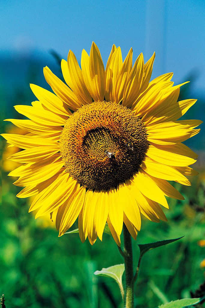 Vibrant Yellow Sunflower Picture