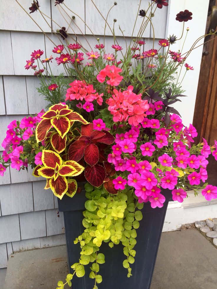 "Brighten Up Your Home With A Beautiful Flower Pot"