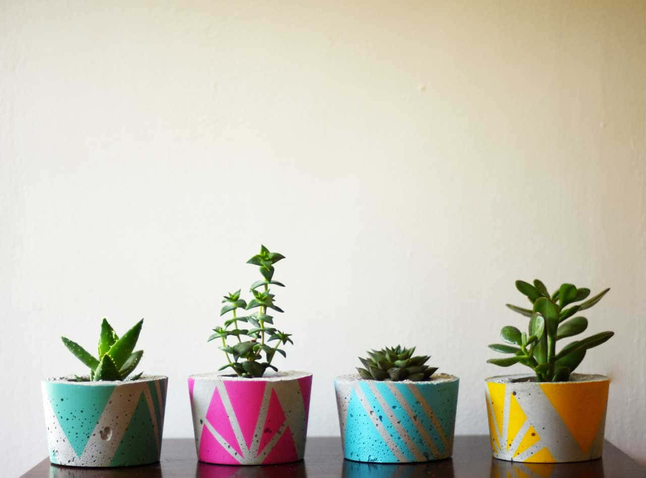four colorful pots with succulents in them