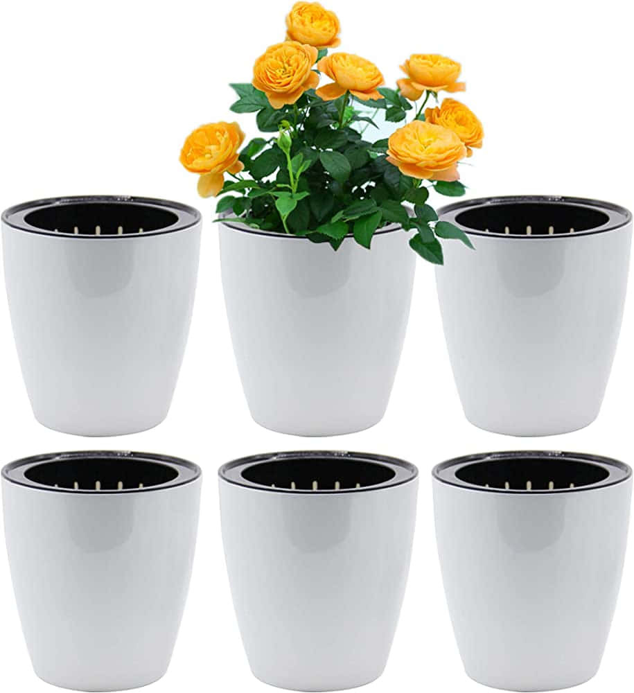 Six White Pots With Yellow Roses In Them