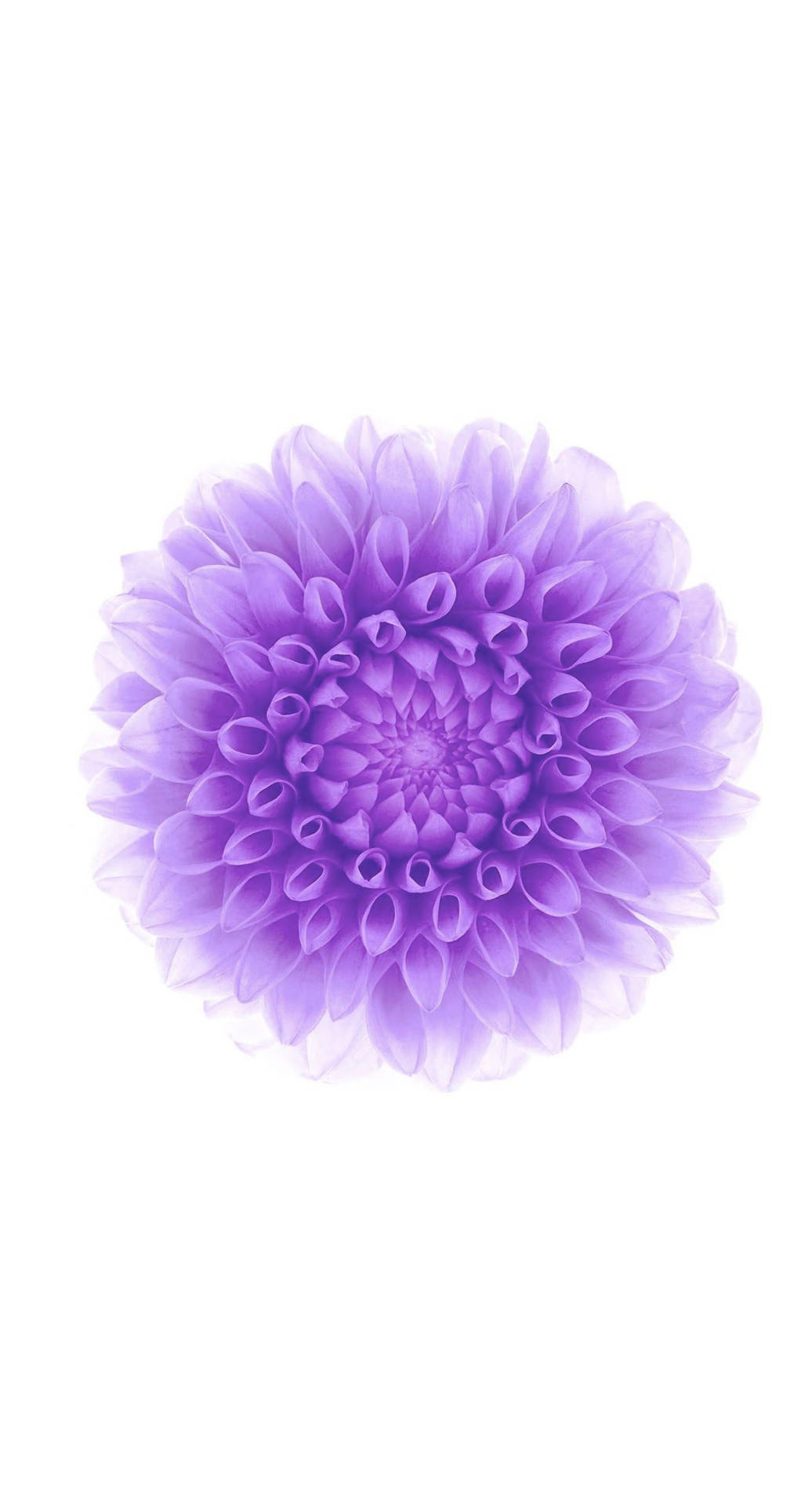 Flower Purple Iphone Wallpaper