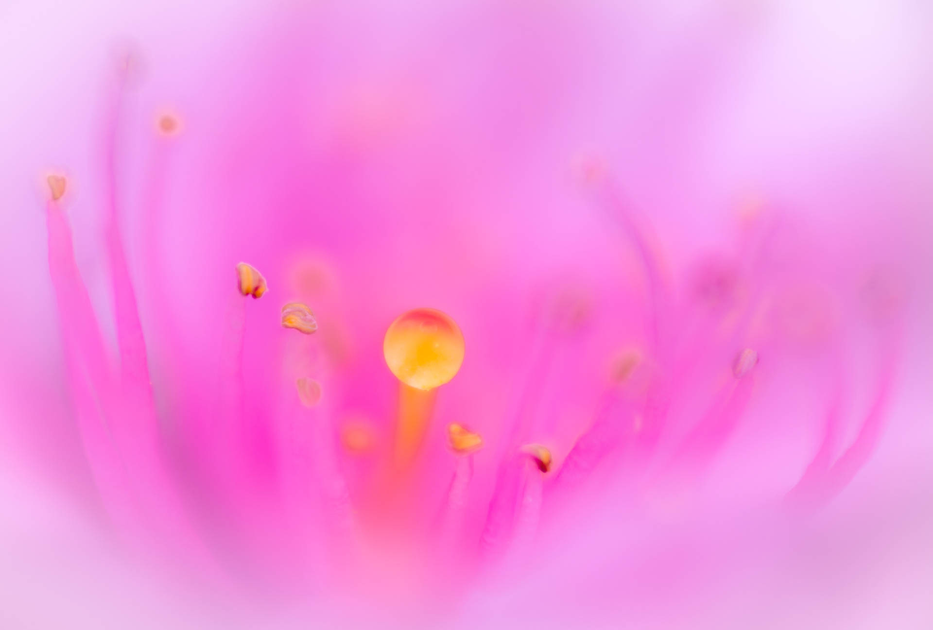 Blumenstempelund Staubbeutel-screensaver Wallpaper