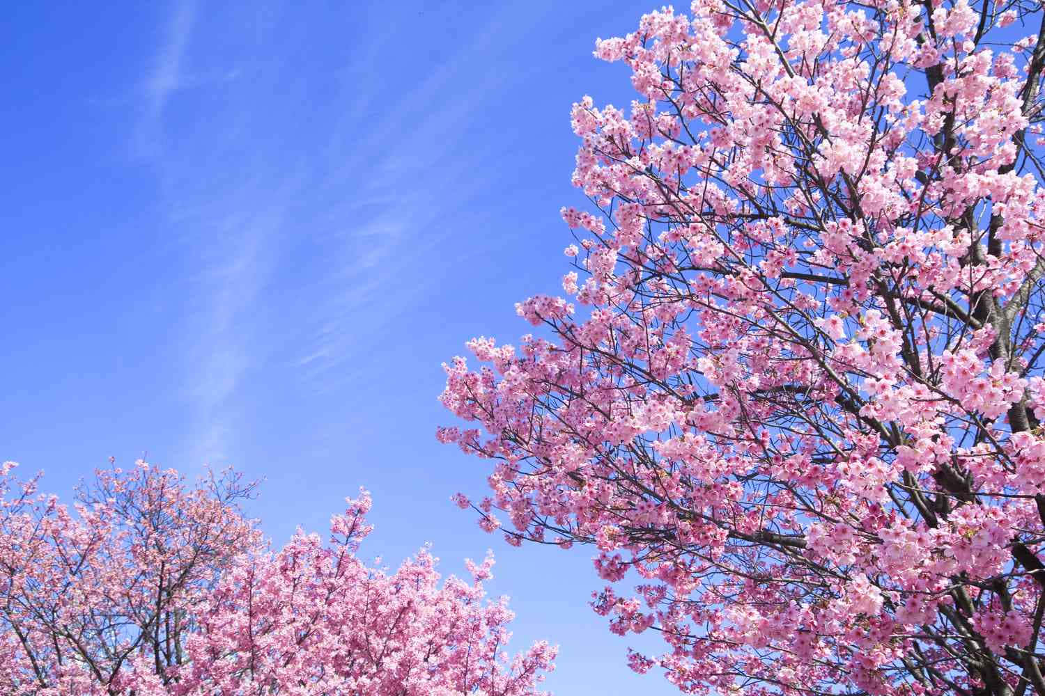 #árbolde Flores En Plena Floración Fondo de pantalla
