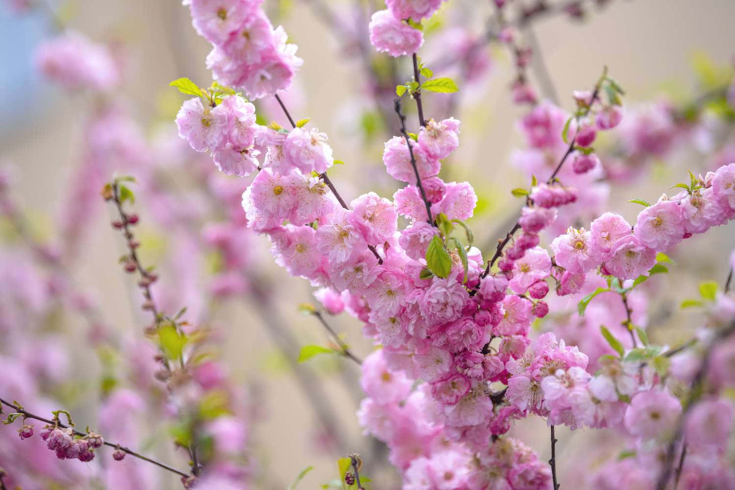 Blossom Bliss - An enchanting Flower Tree in Full Bloom Wallpaper