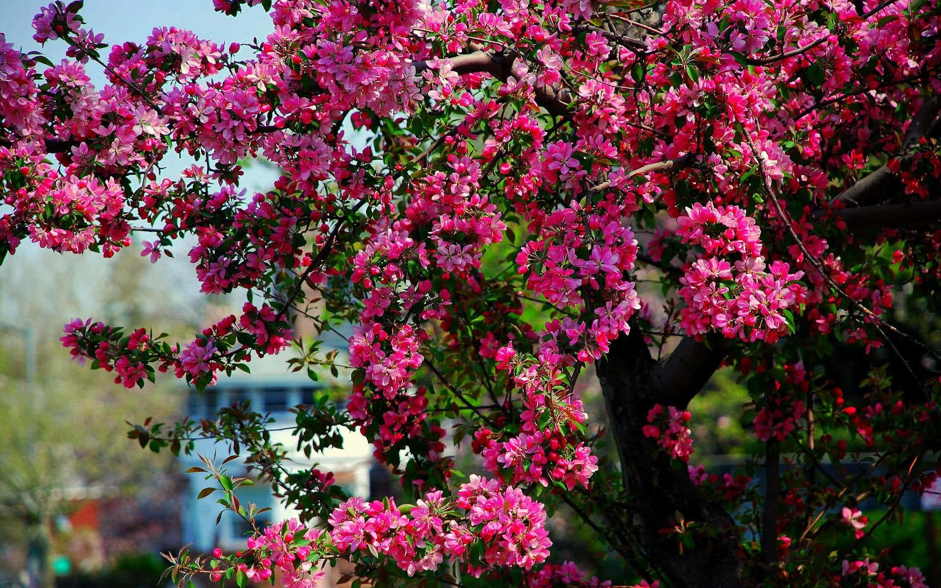 Caption: Blossoming Flower Tree with Colorful Blooms Wallpaper