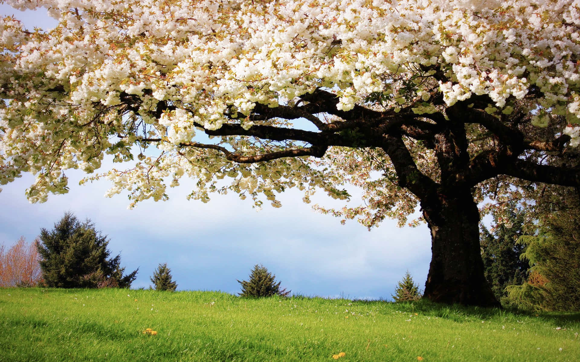Blooming Flower Tree on a Sunny Day Wallpaper